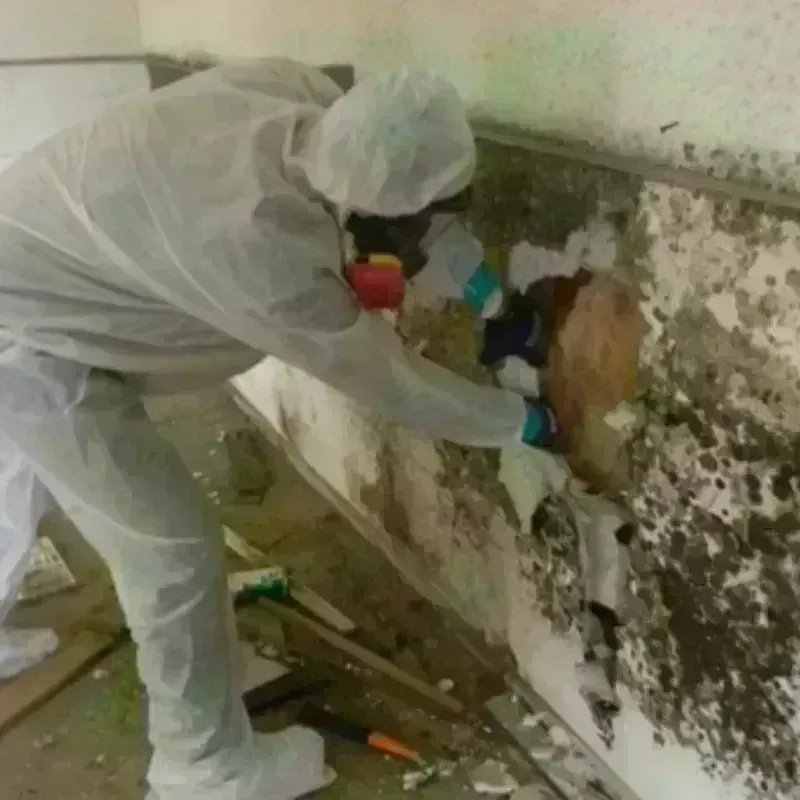 Mold Remediation and Removal in Cedar Point, NC